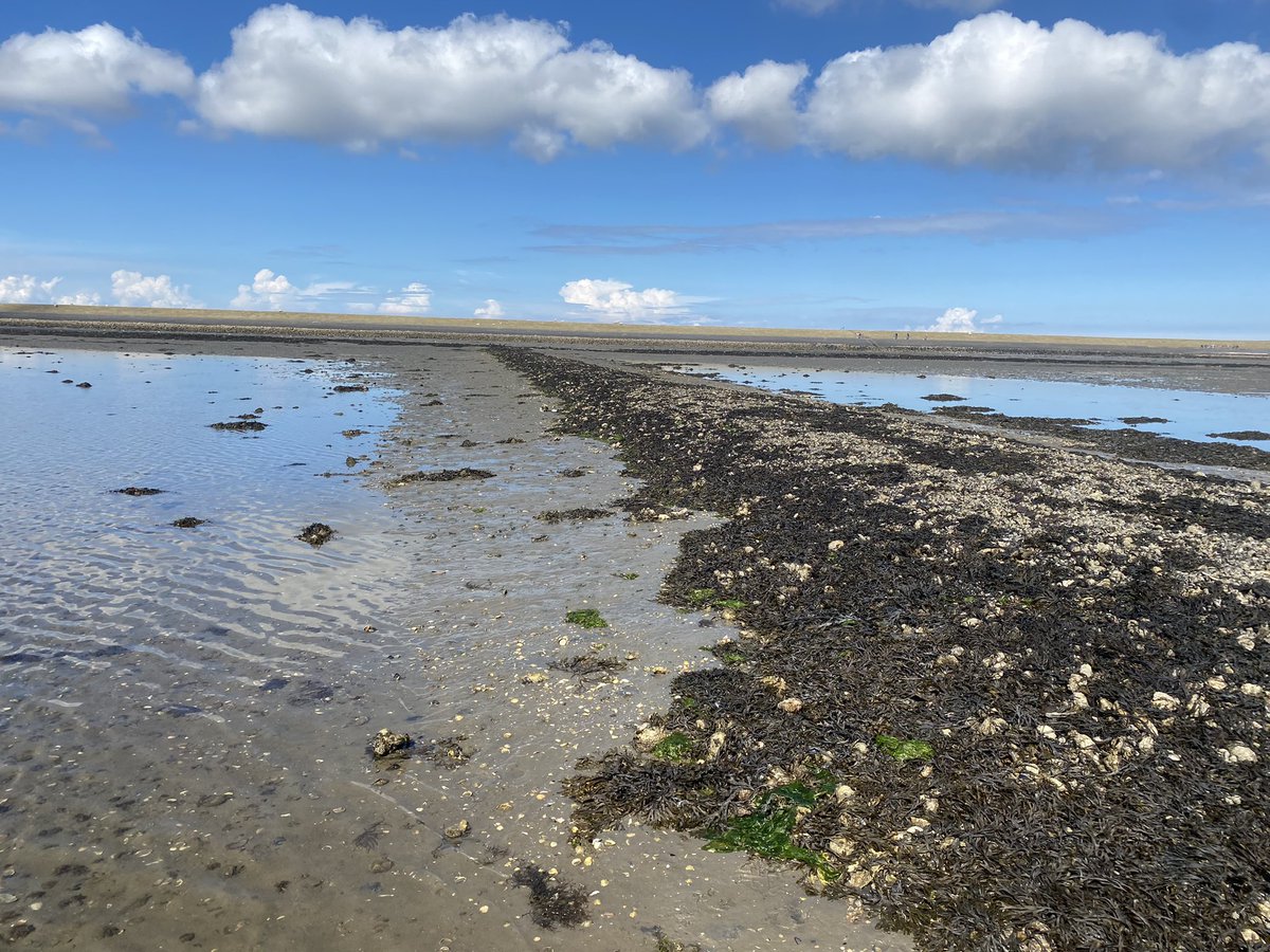 Je zou maar op Terschelling wonen en @RijkeWaddenzee voor je deur hebben #waddengastronomie#lekker eten.