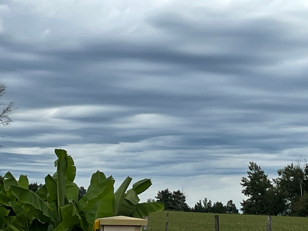 villedieulake's tweet photo. The clouds here today look like the waves in the sea! The picture really do it justice! #villedieulake #fishinginfrance #fishoftheweek #carpfishing #lakelifebestlife #karpfen #mirrorcarp #commoncarp #carpangler #carp #magnacbourg #newlake https://t.co/l8hNfvFkzf