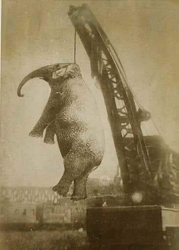 RoshanakPilram's tweet photo. Mary was a five-tone Asian elephant who performed in a world-famous circus. In the year 1916
Mary was publicly hanged for killing her trainer after he hooked her with a hook. #circu #Entertainment #world #voice #love #wildlife #voice https://t.co/yrXFS99rcf