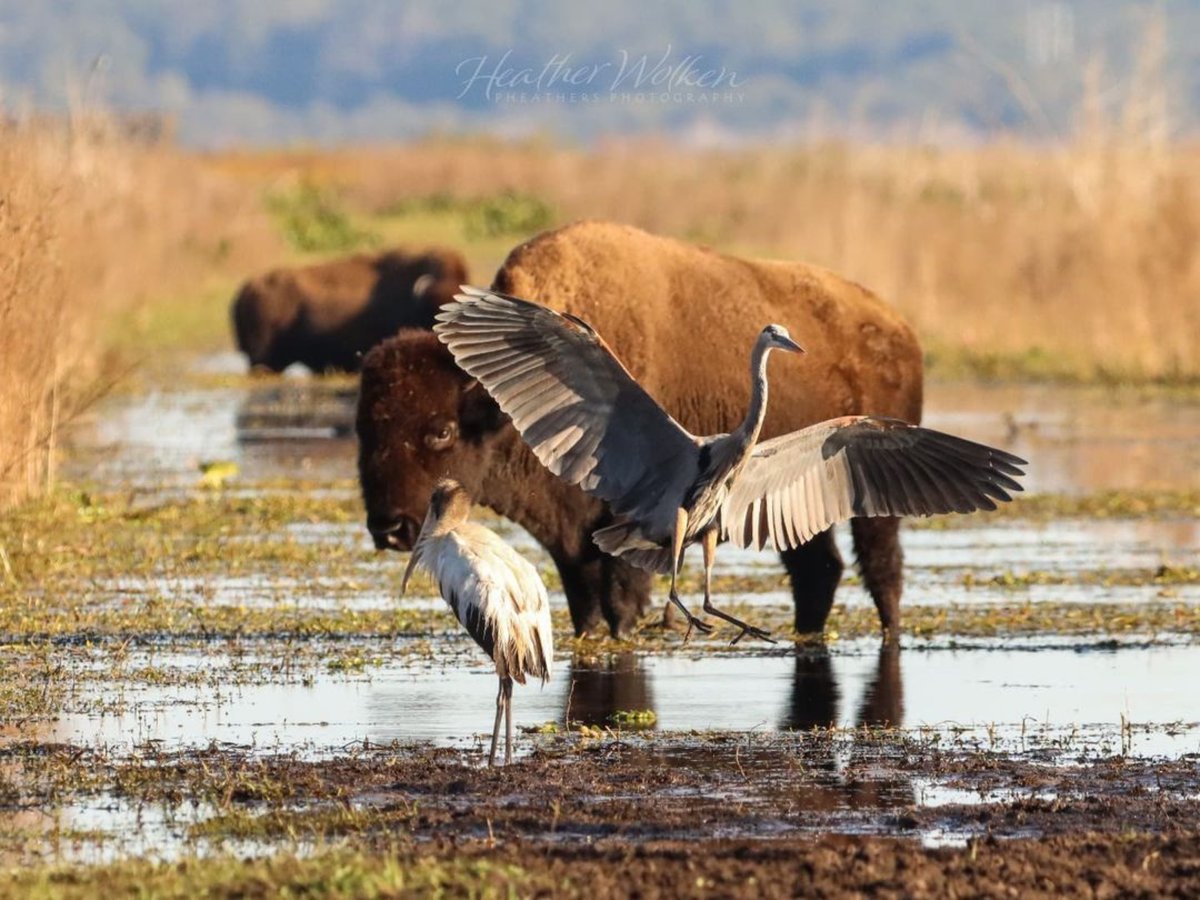 allflaorg's tweet photo. How about a #WaterfowlWednesday with a bonus #WadingBirdWednesday and a Bison kicker?

Sandhill cranes are found across Florida, both resident subspecies and, beginning any day now, in migratory flocks!

#AllFlorida 

📸: @lifeinmylenz_ https://t.co/RDvxTD732R