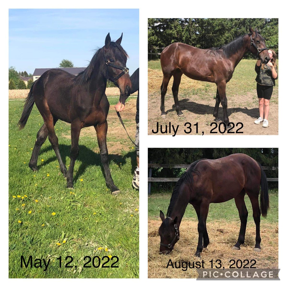 What a difference!
advancedappetite.ca