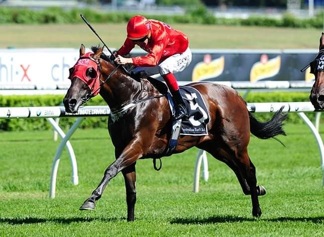 HORSERACING1002's tweet image. REDZEL🇦🇺(SNITZEL)#Redzel a G1 Stakes winner 🏆in Australia 🇦🇺. 2018 champion older horse and champion sprinter.