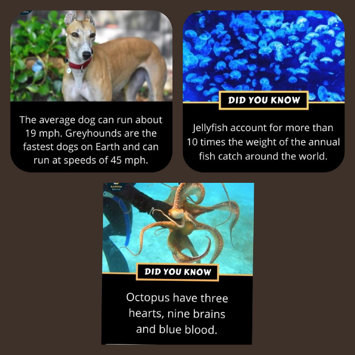 freddy (@freddy1963mail1) on Twitter photo 