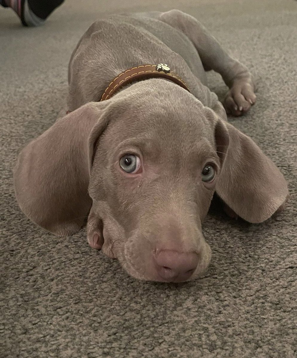 EsbachRuth's tweet photo. @simonmayo New puppy exhaustion 😴

#needsomewine 😃🍷 https://t.co/8aVmNHP1jR
