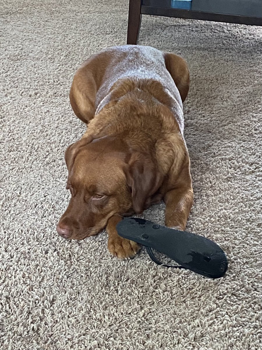 milaandgrandmie's tweet photo. If I take the shoes maybe hoomans can’t leave??? Wishing you a wonderful Wednesday Twitter family💕🐾 https://t.co/aS4jbPgxli