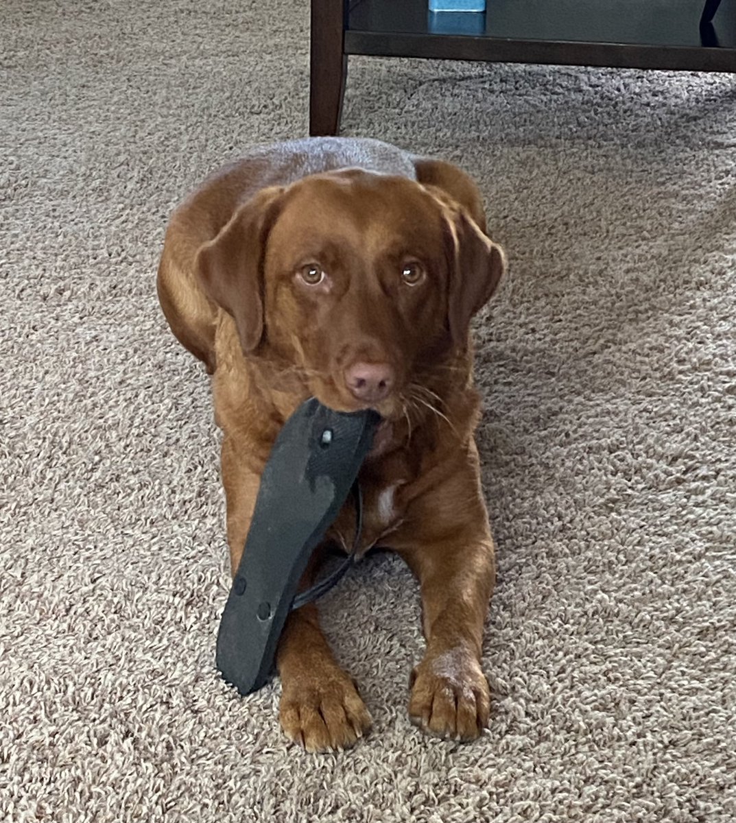 milaandgrandmie's tweet photo. If I take the shoes maybe hoomans can’t leave??? Wishing you a wonderful Wednesday Twitter family💕🐾 https://t.co/aS4jbPgxli