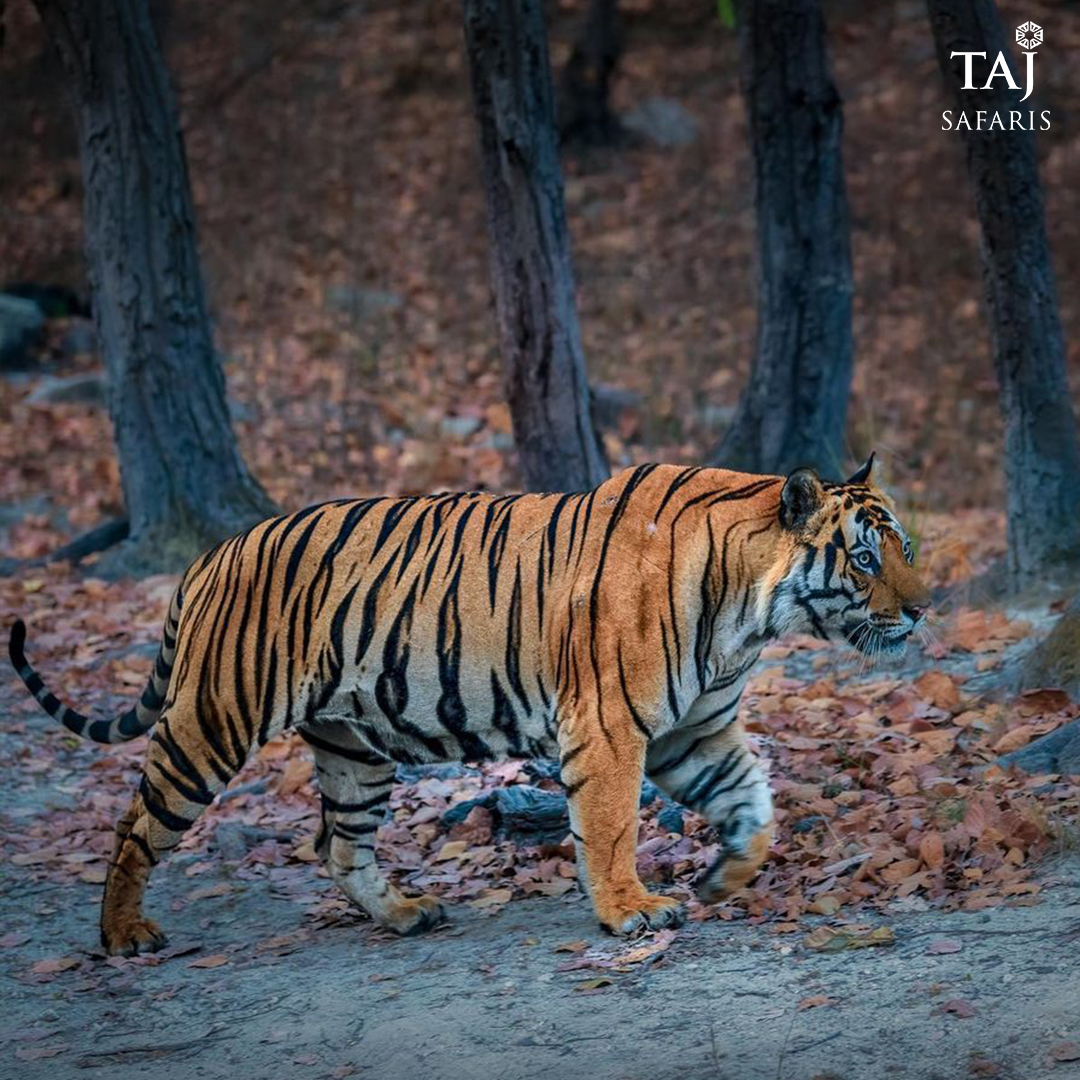 TajSafaris's tweet photo. A fantastic moment captured by our guest Taranjeet during a game drive with us at Bandhavgarh National Park.Spotting &amp; spending time with the Royal Bengal Tiger is no short to living a dream
Guest:Tarajeet Singh
Book your stay:https://t.co/OjHbLHePPA

#TajSafaris #WildlifeEscapes https://t.co/oYEsiMxARW