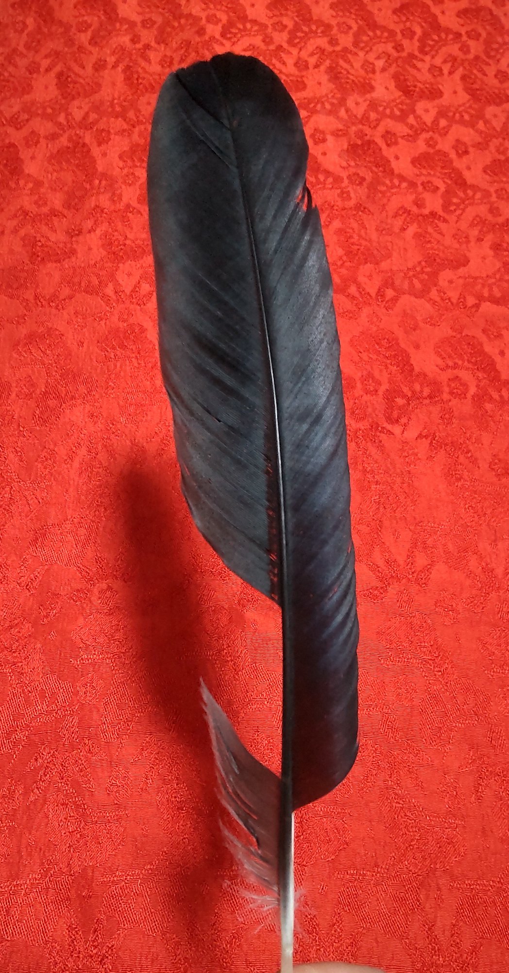 カラスの羽 Twitter Search Twitter