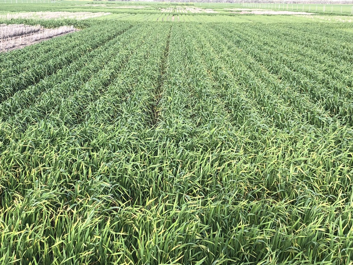 Beautiful day for a bit of sorghum planting at Mungindi #FarmingSystemsNorth ready for the rain.
Chickpea are looking great and bit of a N response in the wheat (verse laneways).