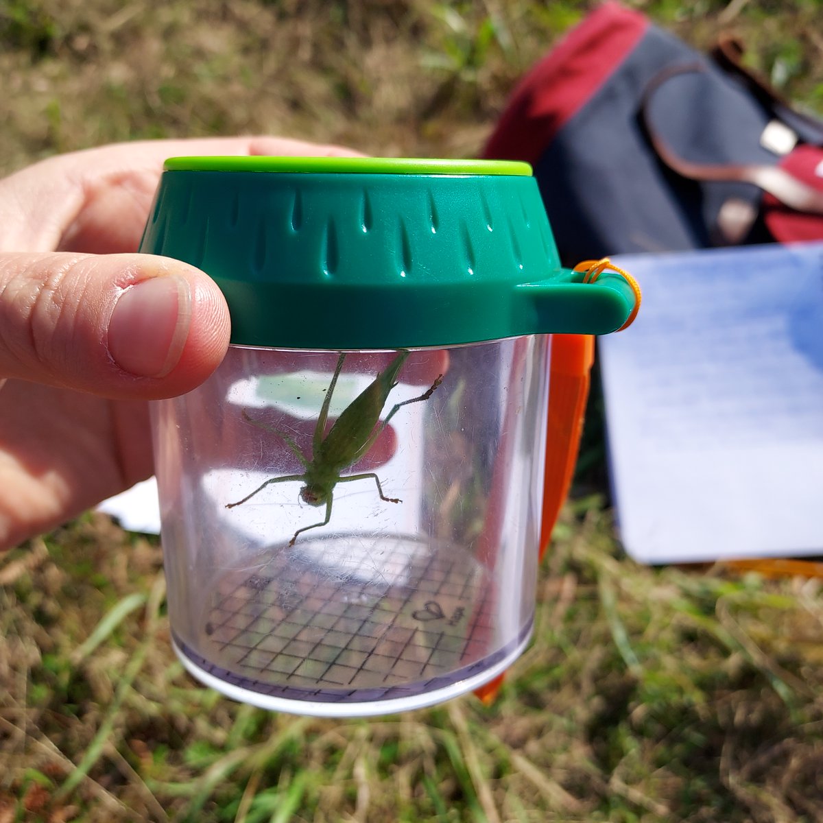 📍[Sur le terrain] Rentrée du RGENB !
L'@biodiversiteBZH et @BretagneVivante ont réuni une vingtaine de gestionnaires le 30 août dernier pour une journée de formation sur les orthoptères (sauterelles, criquets et grillons)🦗 !
📅2ème acte le 13/09 à Plounérin 
#biodiversitéBZH