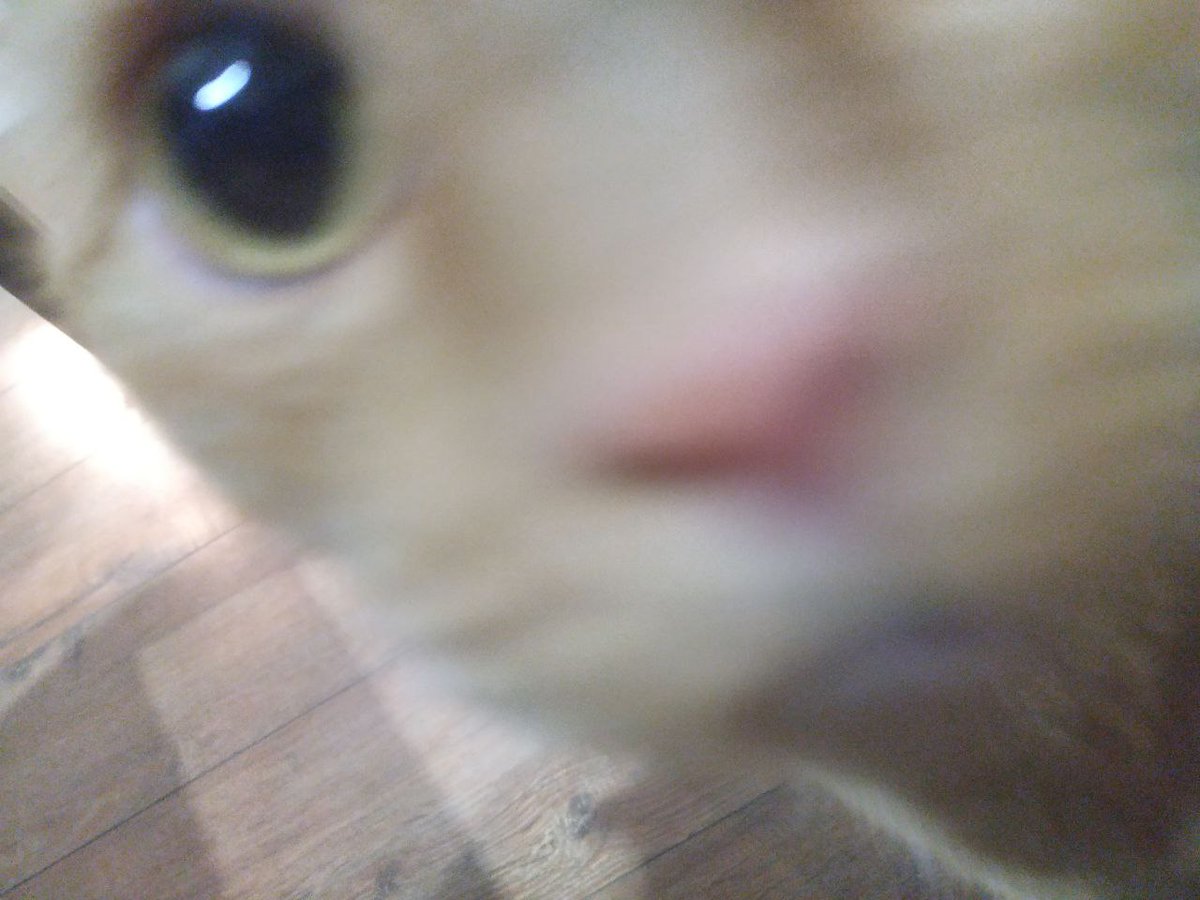 MCSR Cats tweet media
