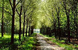 Gebiedstip: 
In het midden van het Knarbos ligt een zandig open terrein met een grote ondiepe plas. Al sinds de aanleg van het Knarbos in 1975 graast er een kudde IJslandse pony’s om te voorkomen dat het gebied dichtgroeit met bos. ow.ly/K70V50KC2ui