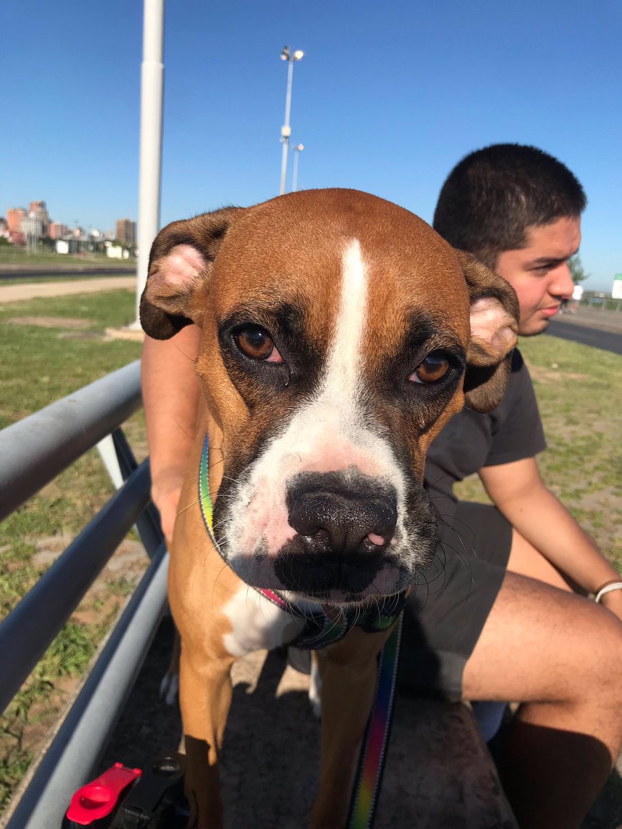 mikafleitas's tweet photo. Holaa estoy tratando de vender mi IPad Air de 16 gb por 700.000 para poder pagar una parte del tratamiento de leishmania de mi hijaperri. 🐶 Porfaa si me ayudan con un RT para llegar a su proximo dueño 🤩 https://t.co/Bfo9Cs5bEM