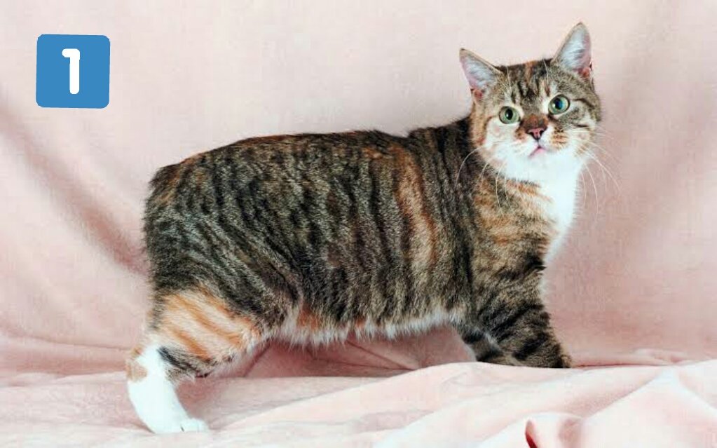 BuzzernyaMaguire on Twitter: 