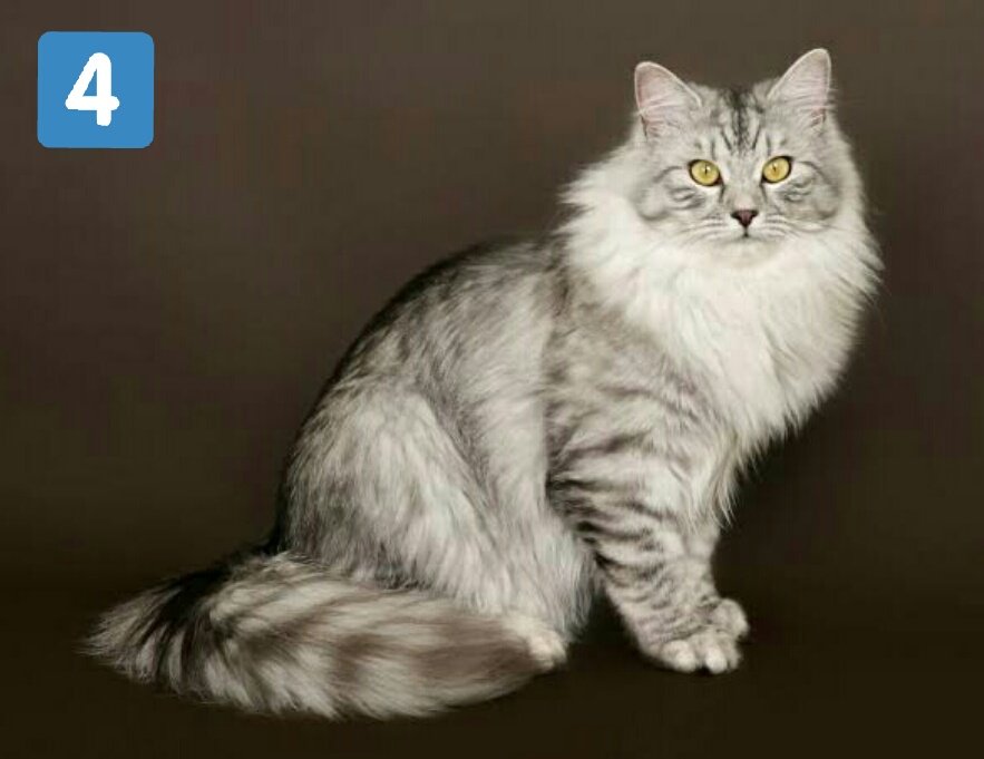 BuzzernyaMaguire on Twitter: 