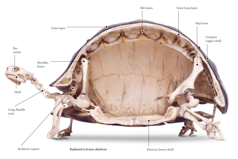 EasyasPlay's tweet image. Did you know that a turtle's shell is actually part of its skeleton? There are more than 50 bones that make up the shell! 

#utkbiobox #easyasplay #turtle
@DerryberryLab @ederry1 @UTK_EEB @UTKHerbarium  @VolsTeach

chattnaturecenter.org/blog/a-turtles…