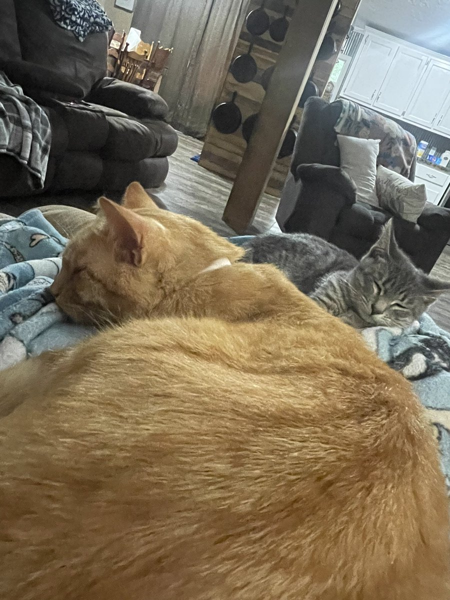 CrazyCatMom74's tweet photo. Got my big guy Teddy and Little Louie laying with me this morning they like drinking coffee with me 🥰#GoodMorningTwitterWorld #CatsOfTwitter https://t.co/nxv3jzEyty