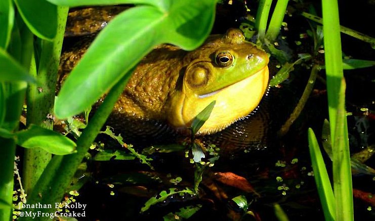 MyFrogCroaked's tweet photo. RIBBIT! I love when you can see sounds in a picture. This American bullfrog was croaking so loudly that you can see the vibrations in the water surrounding him! 🐸🎶🐸#wildlife #science https://t.co/vyVQEpuDJV