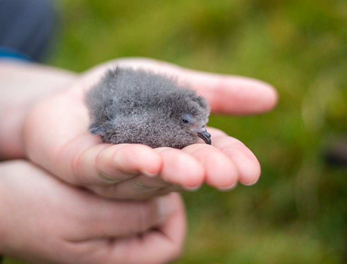 They're growing fast! One of the Storm-petrel chicks in the artificial nestboxes here in the colony on Nólsoy. A little ball of fluff 10 days ago (8 grams) and 24.5 grams yesterday. We still have many birds incubating eggs here too - they breed so late! #StormPetrel