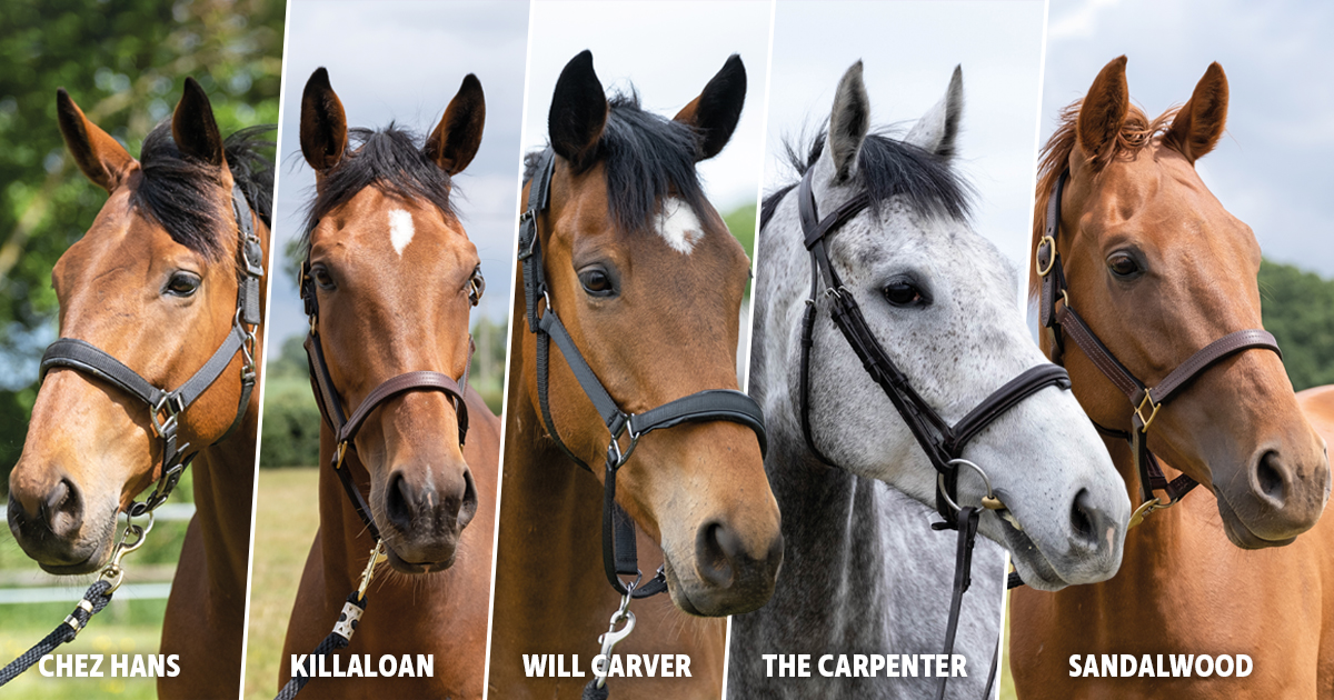 Limited shares available in FIVE new syndicate terms with trainers Paul Nicholls and Nicky Henderson, including The Carpenter (£48), Sandalwood (£35), Chez Hans (£37), Killaloan (£48) and Will Carver (£36). More info @ ownersgroup.co.uk
