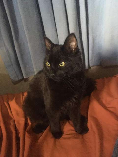 En adopción: Mora - adoptame.com.mx/adopcion/masco…