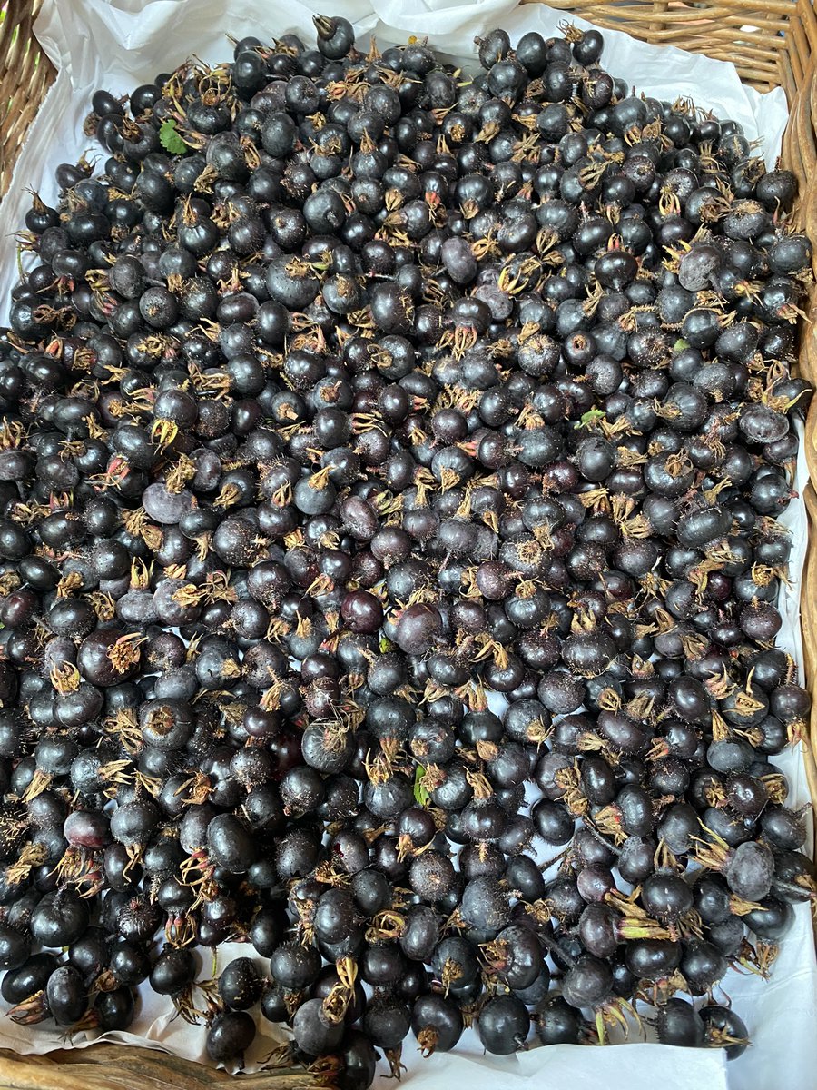 Lupo_T_Lupo tweet media