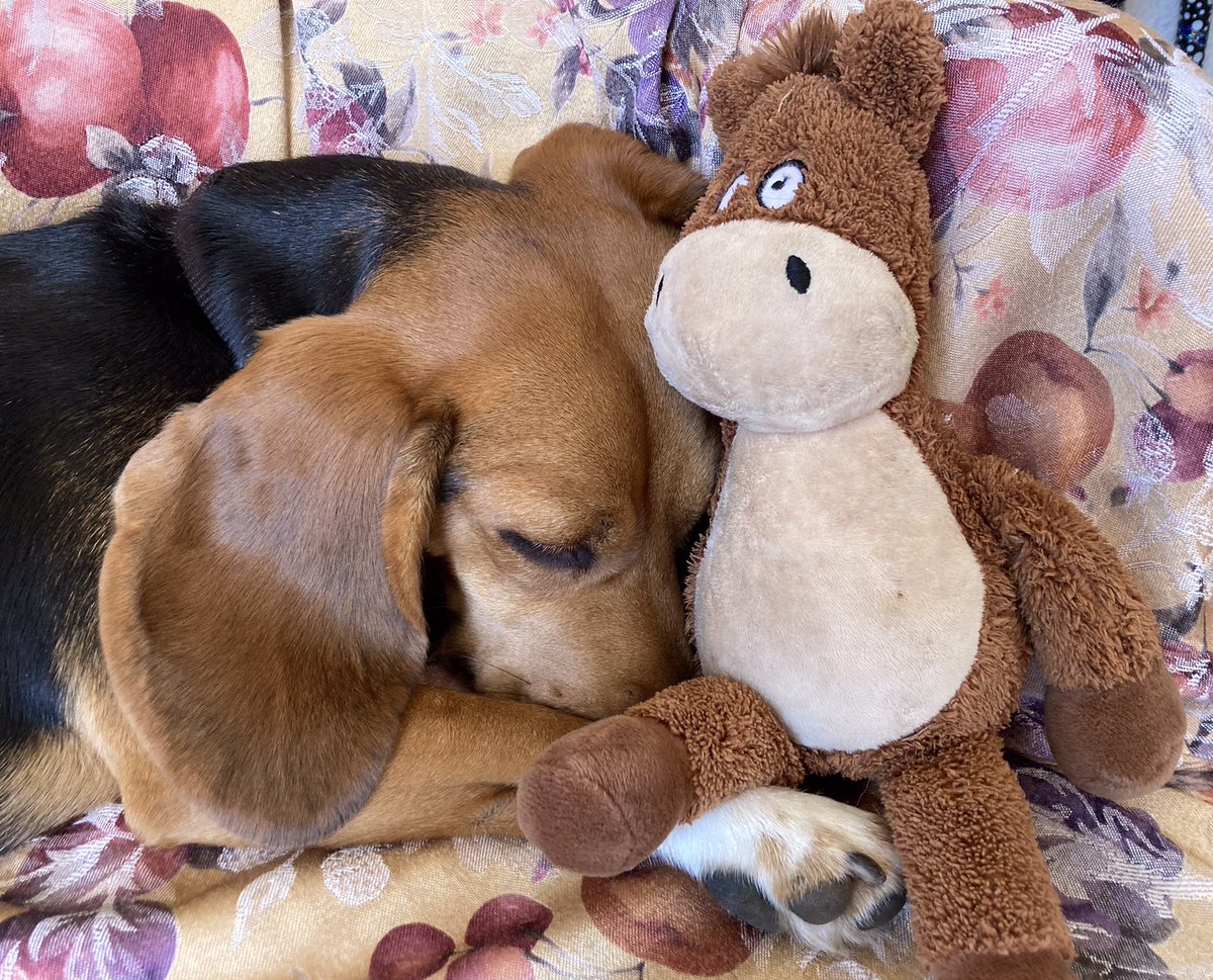Stroking a velvet #beagle ear is a highly therapeutic practice that can induce feelings of calm and well-being. #beaglefacts 

📷 @wendyballen / Twitter
