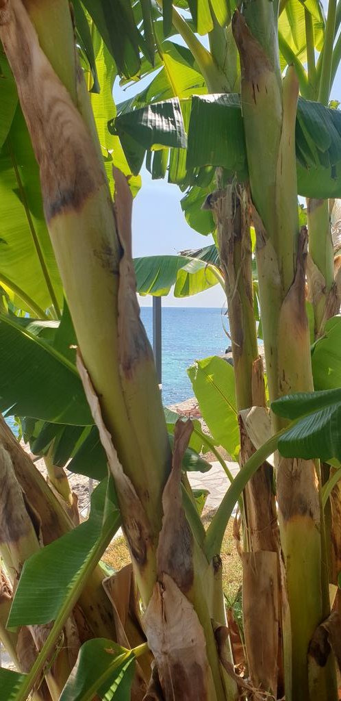 MixtUpMixy's tweet photo. #StThomasBeach on #kefalonia
Rough day π΄πΉβοΈ https://t.co/SZCOPGchYK