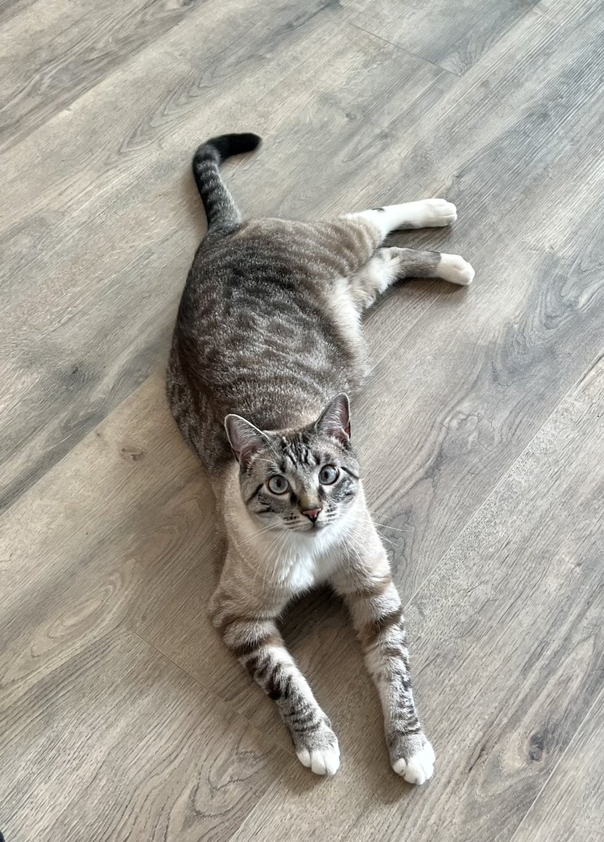 IttyBittyKitt20's tweet photo. Happy 3rd birthday to Mom’s little love-bug! 😻 https://t.co/vTcIBTIxLF