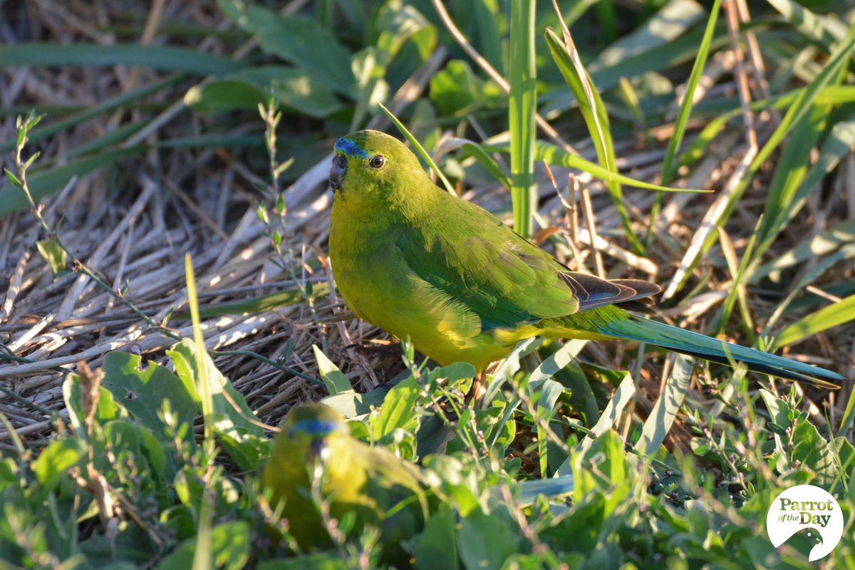 Critically Endangered orange-bellied parrots (Neophema chrysogaster) at the Western Treatment Plant #WadawurrungCountry, SW of Melbourne, Australia #ThreatenedSpeciesDay #ownpic #BirdTwitter