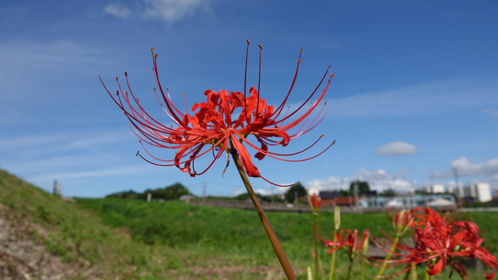 剃刀花 Twitter Search Twitter