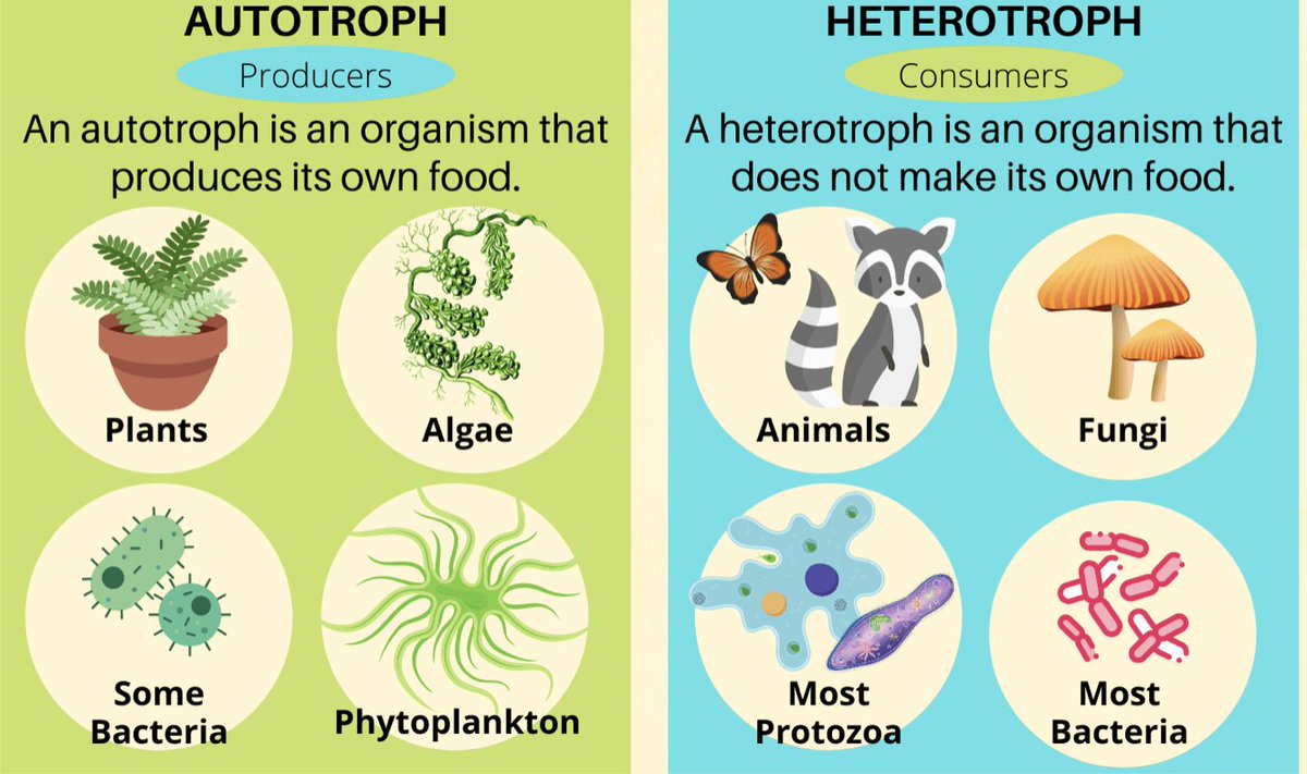 EasyasPlay's tweet image. Autotrophs are living organisms, like plants, that make their own food. Heterotrophs, like animals, consume autotrophs or other heterotrophs!

#utkbiobox #easyasplay #Biology 
@DerryberryLab @ederry1 @UTK_EEB @UTKHerbarium  @VolsTeach 

sciencenotes.org/autotroph-vs-h…
