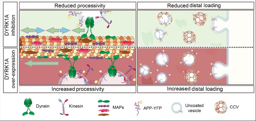#JNeurosci: Bessone <a href="/FalzoneLab/">Falzone_Lab</a> et al perform imaging of vesicles carrying APP in human-derived neurons under pharmacological/genetic modulation of DYRK1A activity, to reveal a new role for DYRK1A in differential regulation of APP intracellular trafficking jneurosci.org/lookup/DOI/10.…
