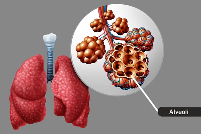 EasyasPlay's tweet image. Did you know that alveoli, tiny sacs in your lungs, have the blood vessels that carry oxygen to your blood and remove carbon dioxide? 

#utkbiobox #easyasplay #lungs #biology
@DerryberryLab @ederry1 @UTK_EEB @UTKHerbarium  @VolsTeach 

webmd.com/lung/ss/slides…