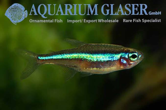papodepeixe's tweet photo. O peixe de hoje é o Tetra Neon Verde,  Green neon tetra (Paracheirodon simulans), familia Characidae.
Nativo da América do Sul, bacia Amazônica.
Chega a 2 cm e vive cerca de 5 anos.
+
📸 Aquarium Glaser https://t.co/fnxjQgzb8L