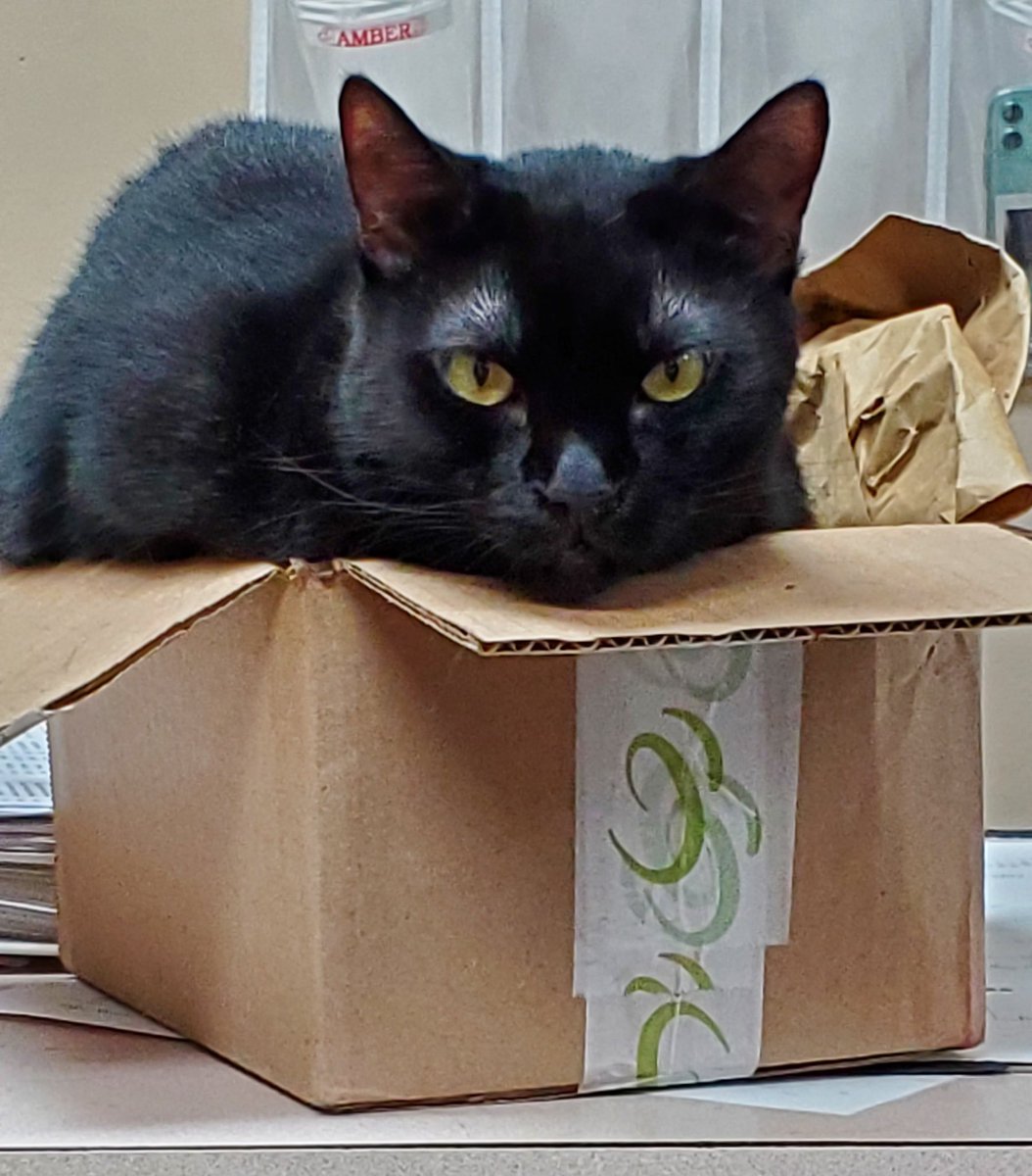 Ariel of Critter Care Veterinary Clinic enjoying this hump day! Found 8 years ago in the gulf hanging on to a wood pole sticking up out of the water, Ariel now spends the day in the office manager’s office❤️  #WedgewoodPharmacy #petsoftwitter #OfficeCat #OfficeKitten