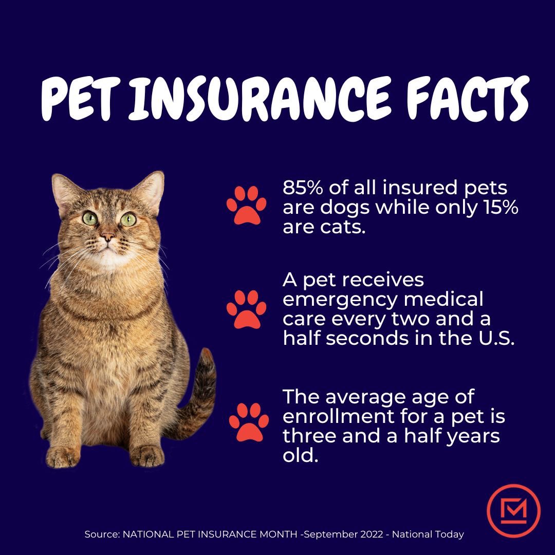 frnklnmadison's tweet photo. Cats need love too!โฃ
โฃ
Did you know cats can be covered by pet insurance as well?โฃ
โฃ
Learn more interesting Pet Insurance Month facts and see answered FAQs here: https://t.co/3y5WUxSTxoโฃ
โฃ
#petinsurance #cats #smartermarekting #petinsurancemonth https://t.co/L6151bE1Gb
