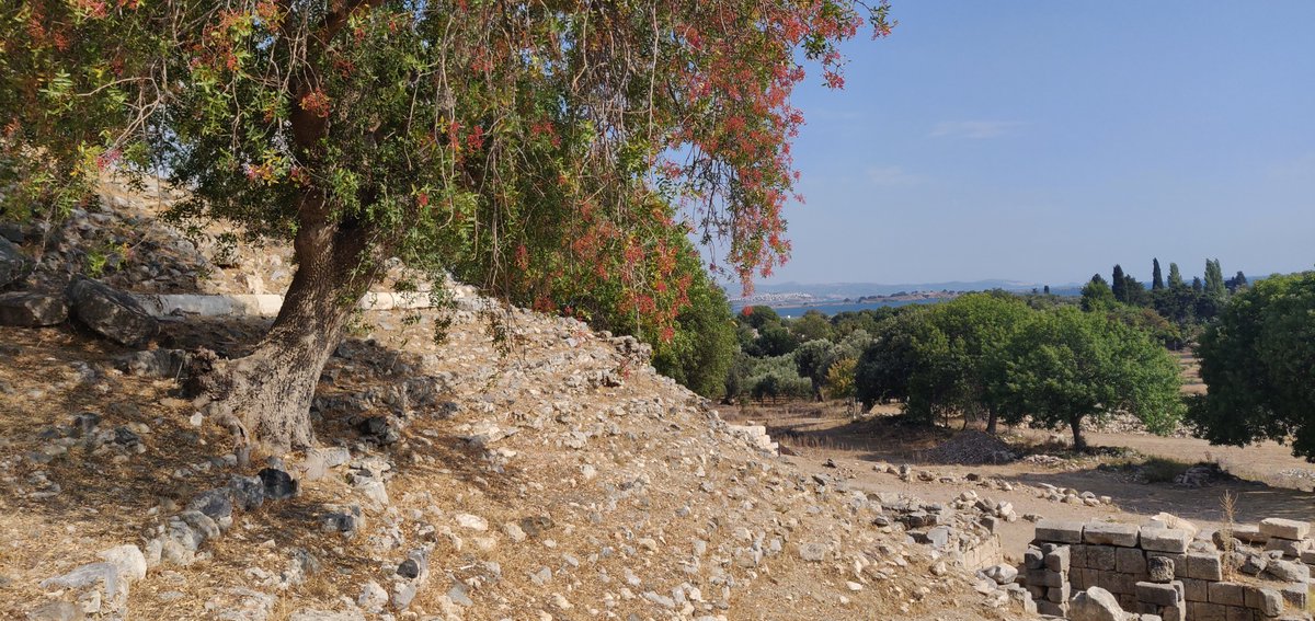 ali eser tweet media