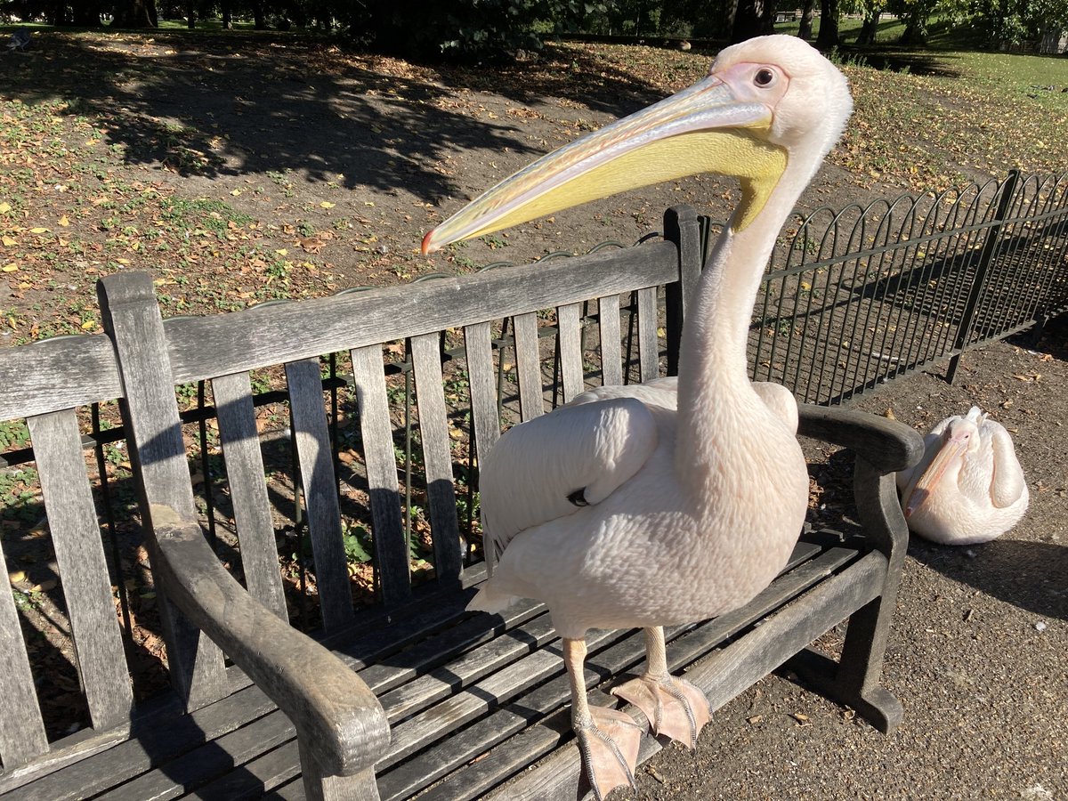 Ames_Collection's tweet photo. For more on Plants, Pelicans and Pageants tune in @wazzo_m @theroyalparks @FHSSloaneSquare on 12 Sept Tickets ➡️
https://t.co/W8srWr6Cd4
#LGTtalks @LDNGardensTrust 
#Parks #Plants #pelican #London https://t.co/qPuGn1lgju