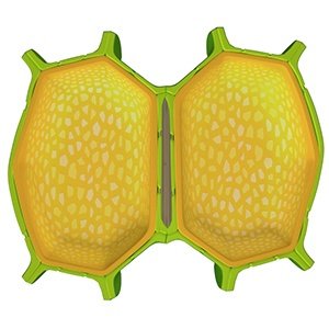 Cell_J_Wall's tweet photo. Me and my friend are just bonding over some nice organelle politics, this could be all of us, structurally sound and united #MHSOrganelleVote2022 https://t.co/2jl2TXszEM