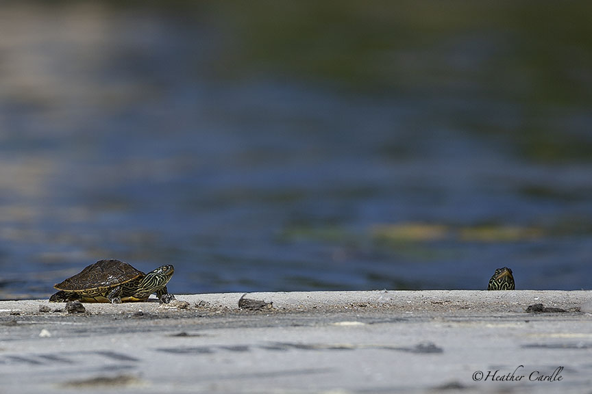 heathercards's tweet photo. #ChickPicotheDay (Day 3,934)
Double click on pic for best view....
"Yo bro, give us a hand up will ya please?"
#Turtles #Helpinghand #LiftMeUp #PickMeUp #MoiraRiver #Tweed #Tweedness #KayakCameraGirl #HeatherCardlePhotographer https://t.co/x1B6e9fpsH
