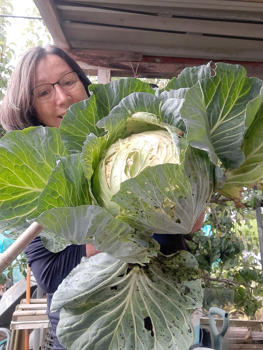 It's just as well we like Cabbage! 1st of a whole row of them #growyourown #allotment #vegetables