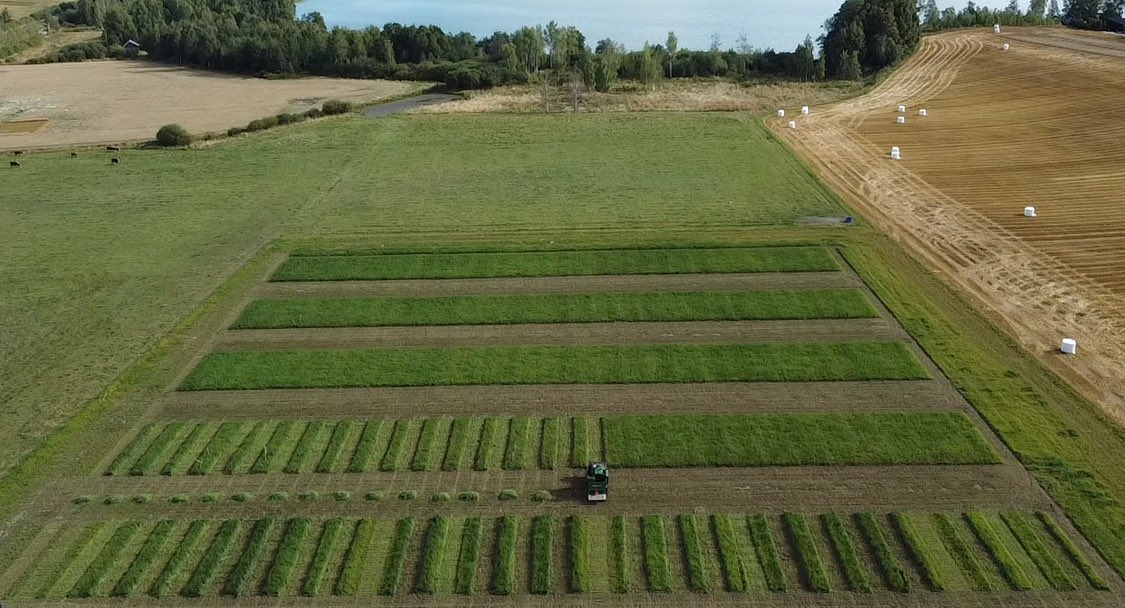 liespuu's tweet image. The long-term phosphorus trial on grassland was harvested today.Key result: maintenance of good soil P levels is essential for high grassland yield with good quality. #3cut #silage #YaraKotkaniemi #Finland