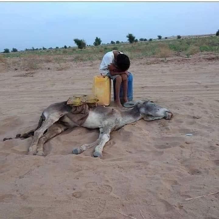 Ca devrait nous briser le cœur , provoquer un sentiment de révolte mais tout le monde s’en fout , ou presque . Les enfants , les animaux meurent de faim au #Yemen . Ça me brise le cœur et je ne sais pas quoi faire 😢