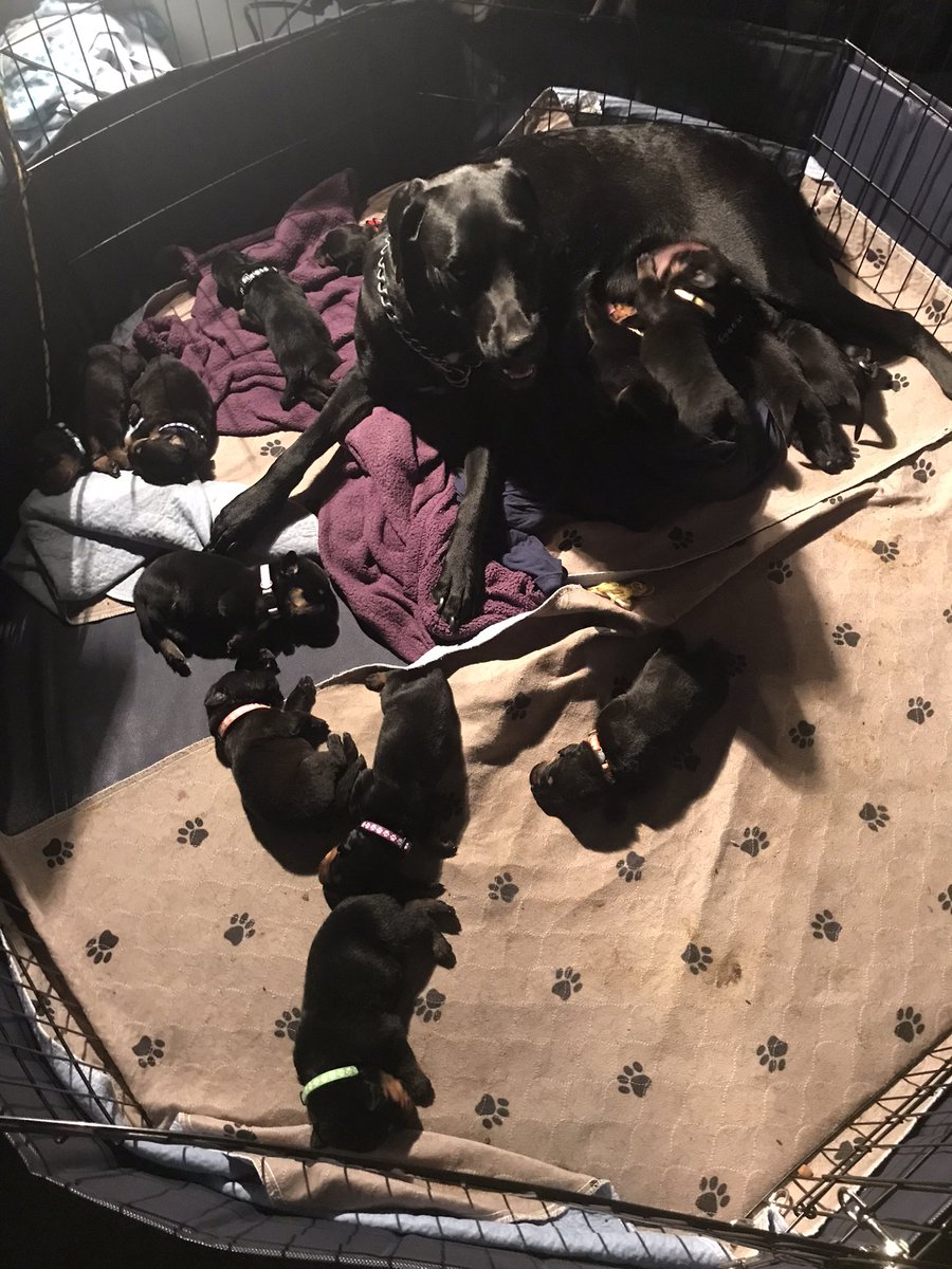 MrJackson1377's tweet photo. @pups_Puppies1 You tell US!!!😅🥹🥰😍 13 BLACK BEAUTIES will be ready for Christmas 🎄.   https://t.co/JsVbkiV6zk https://t.co/AhHYY134CO