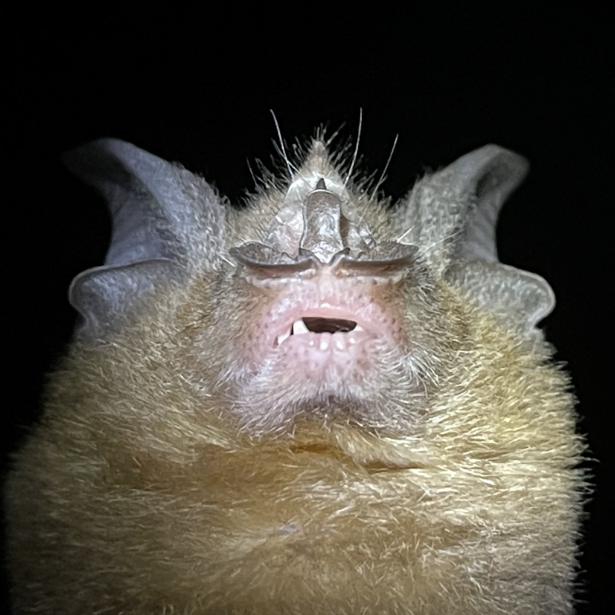 Urban green spaces support bat community - one of the most common like Rhinolophus affinis here, with photo showing its diagnostic character, is the regular visitor of community-managed forest.