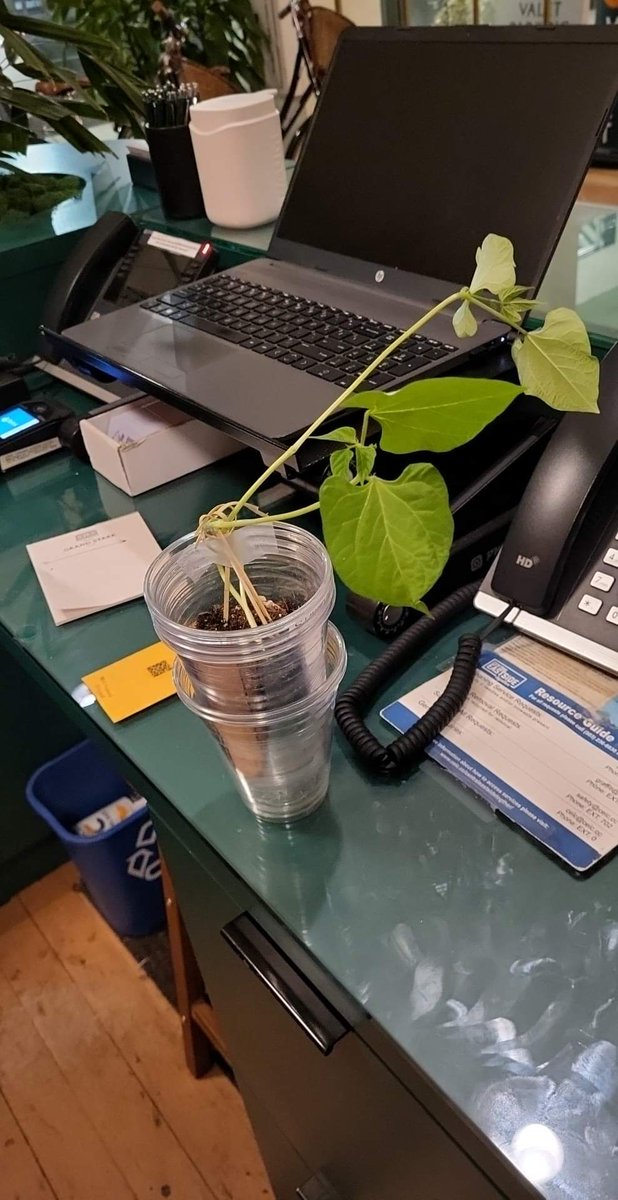 chaoticdikdik's tweet photo. In last day of work news I stole a plant. To be fair, the plant wasn't originally ours https://t.co/ujGExIAusD