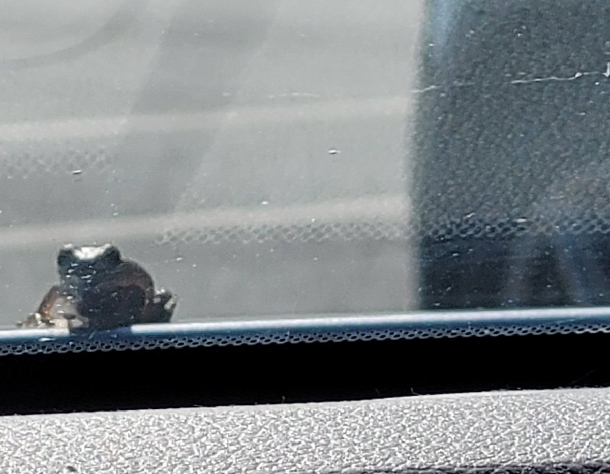 billeecox's tweet photo. What's #thisfrog doing on #mywindshield nothing that #mywindshieldwipers can't can't fix https://t.co/DXVkDrfD1s