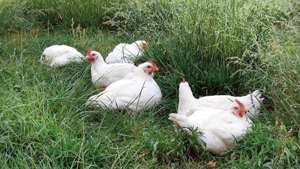 Have you placed your order yet? - mailchi.mp/84aef2410f61/t…