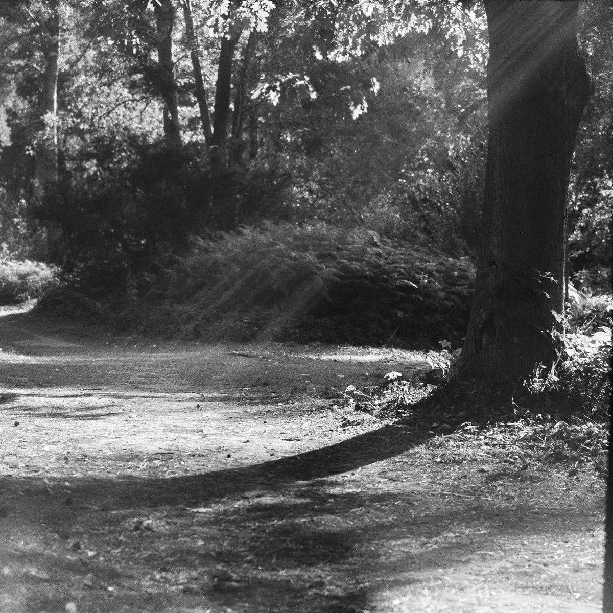 ChromaCamera's tweet photo. First results back from the beta #CubePan on #Acros100 with my Mamiya Press 65mm 6.3 lens. https://t.co/QAe0rUFWGO